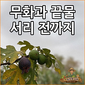 "서리 오기 전 풋열매 그냥 두고 가지부터 잘랐다간 끝물도 나무도 놓친다" 무화과 가을 수확....
