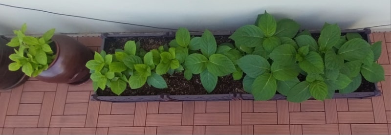 수국 꺽꽂이, 수국 삽목 이제 성공한건가 .~ 6월과 7월 두차례 수국꺽꽂이 대형화분에 옮겼....