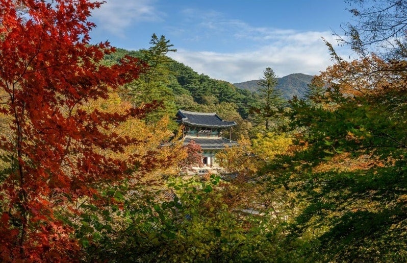 가을빛 물든 유네스코 세계유산 공주 마곡사 단풍 시기와 역사적 운치