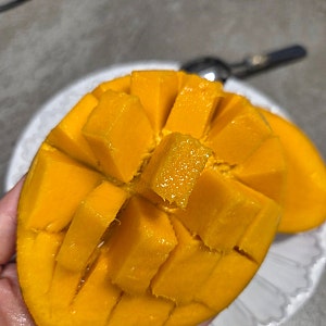 애플망고 맛있게 먹는 방법｜후숙부터 손질, 가장 달콤한 한입까지
