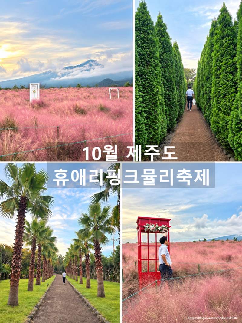 10월 가을 제주도 가볼만한곳 휴애리 핑크뮬리 핫플 명소