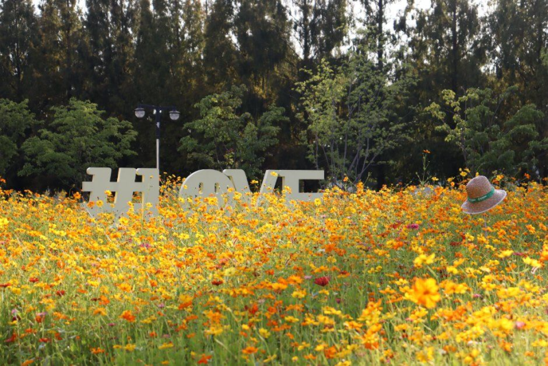 2026 고양가을꽃축제 완벽 가이드 | 일산호수공원 기간 무료입장 프로그램 주차 꿀팁 총정리