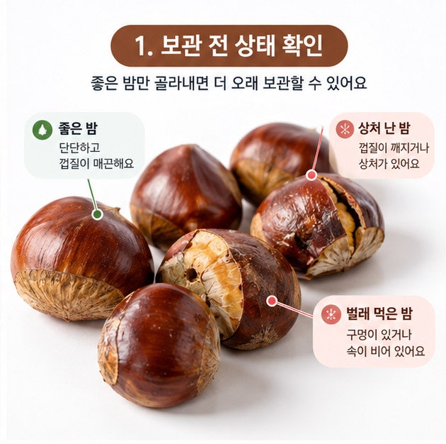 밤 보관법 생밤 오래 보관하는 냉장 냉동 보관방법
