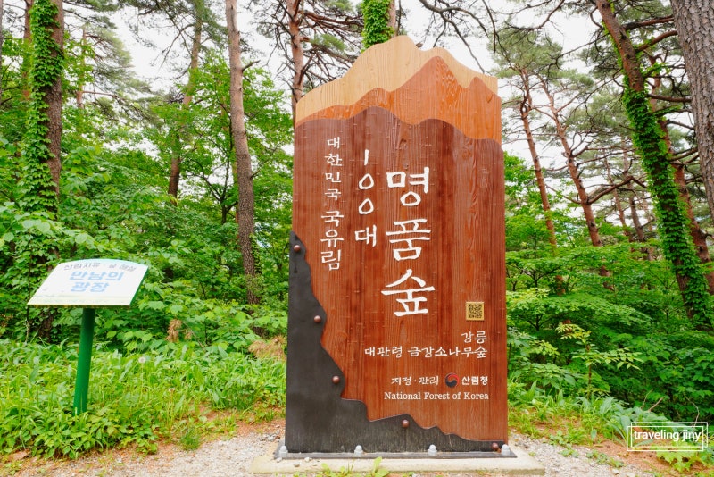 국립자연휴양림 대관령 수목원 금강소나무숲길 산림청 숲나들e