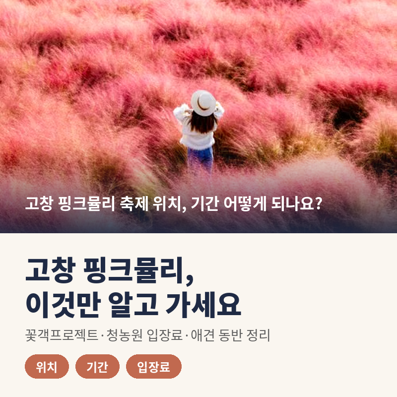 고창 핑크뮬리 축제 두곳에서 한다고?이것만 알고 가세요.