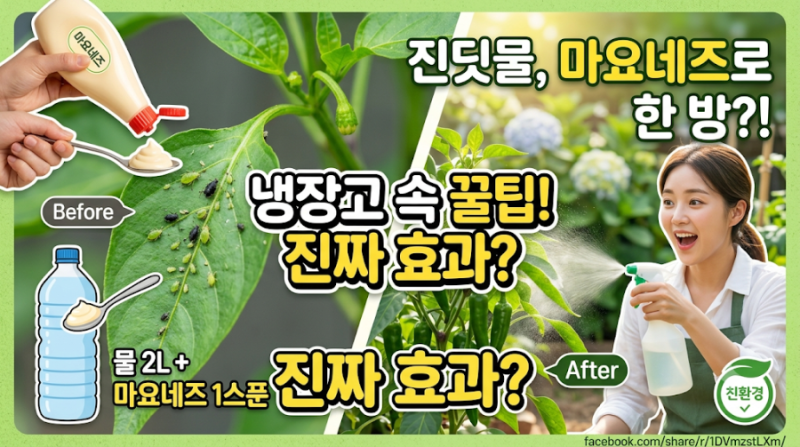 [초보 가드너 필독] 고추·수국에 생긴 진딧물, 냉장고 속 '마요네즈'로 박멸하는 법 (내돈내....