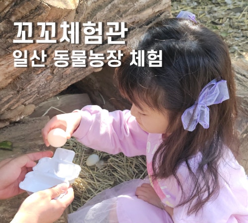 일산 동물체험 꼬꼬체험관 자유롭게 교감하고 알줍기까지