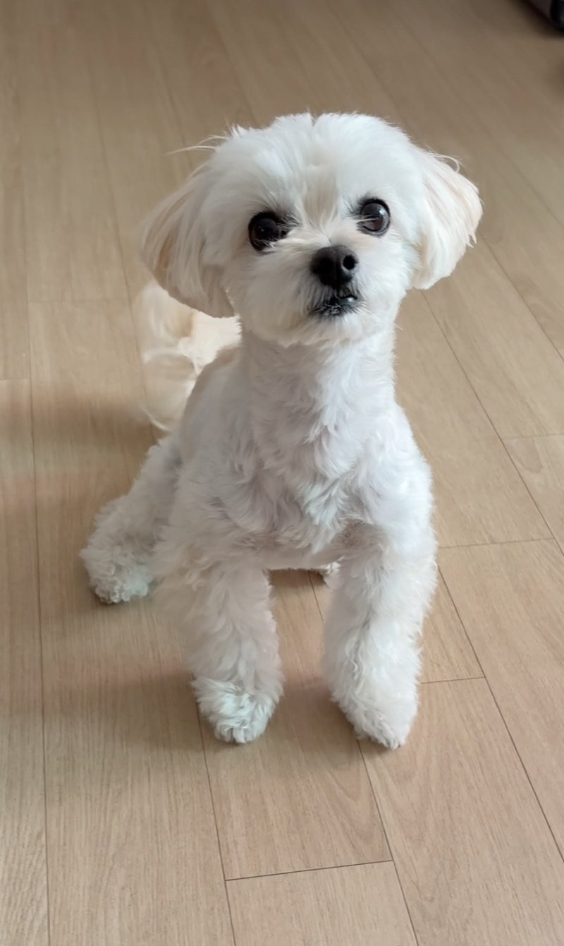 강아지 평균수명 소형견은 몇 살까지? (네 살 앞둔 말티푸 크림이 검진)
