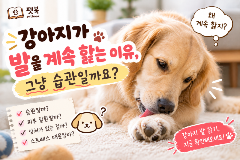 강아지가 발을 계속 핥는 이유, 그냥 습관일까요?