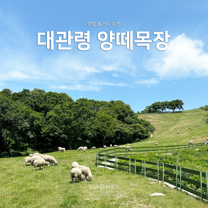 평창 가볼만한 곳 추천, 대관령 양떼목장 인생샷 꿀팁