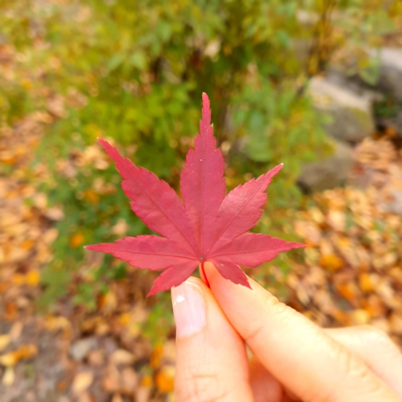 10월 황금연휴 서울 근교 나들이 추천! 단풍부터 드라이브코스 포천 산정호수,남한산성,남이....