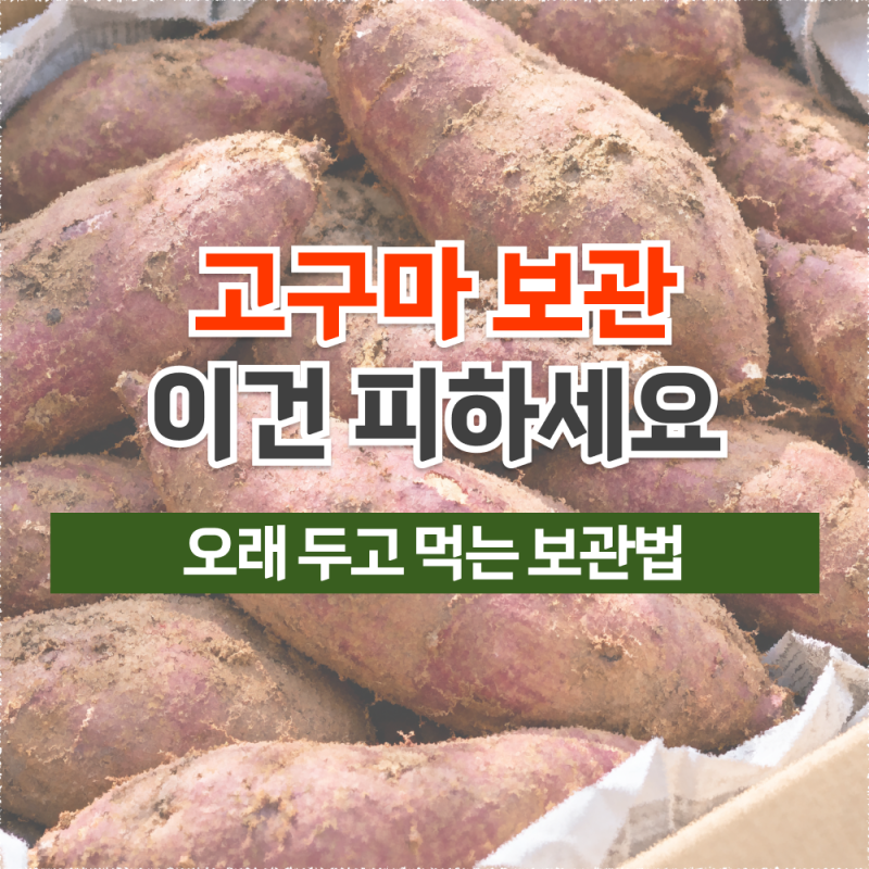 고구마 보관법 총정리, 박스·냉장·냉동·자른 고구마까지