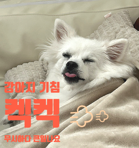 강아지가 켁켁 기침한다면? 감기로 넘기기 전 꼭 확인하세요