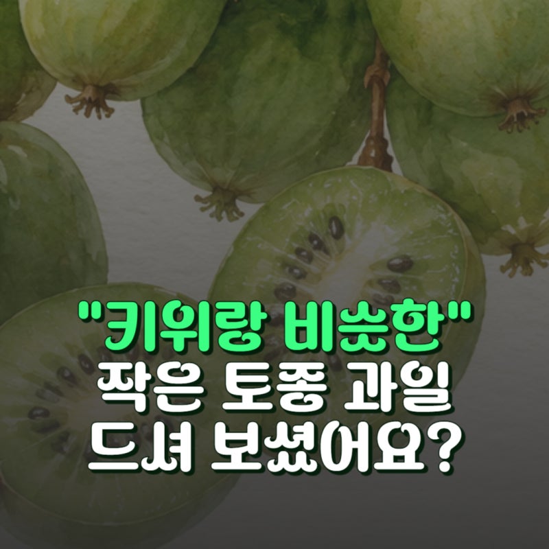 다래 효능 5가지와 부작용, 키위 차이와 먹는법 살펴보기