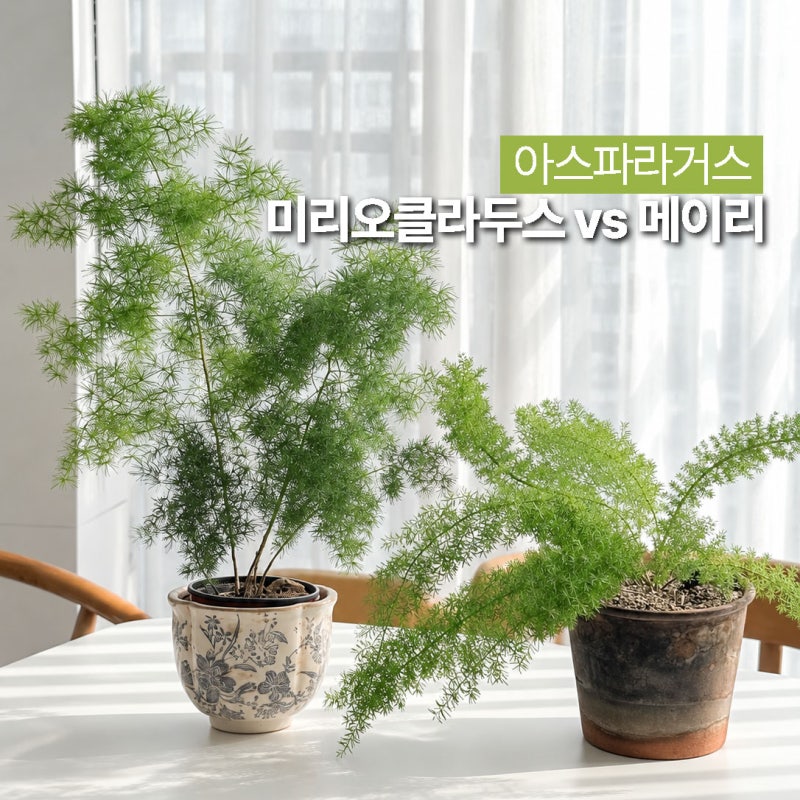 아스파라거스 미리오클라두스 키우기, 메이리와 이렇게 달라요
