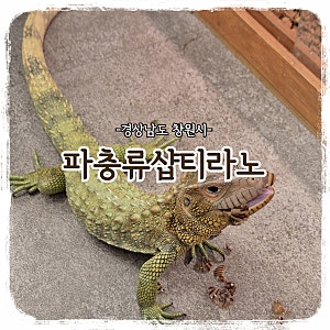 [아이와 갈만한 곳] 다양한 도마뱀과 상어를 만날 수 있는 창원 이색카페 "파충류샵 티라노"