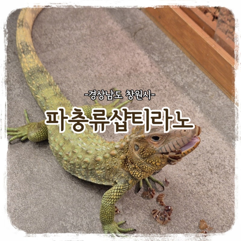 [아이와 갈만한 곳] 다양한 도마뱀과 상어를 만날 수 있는 창원 이색카페 "파충류샵 티라노"