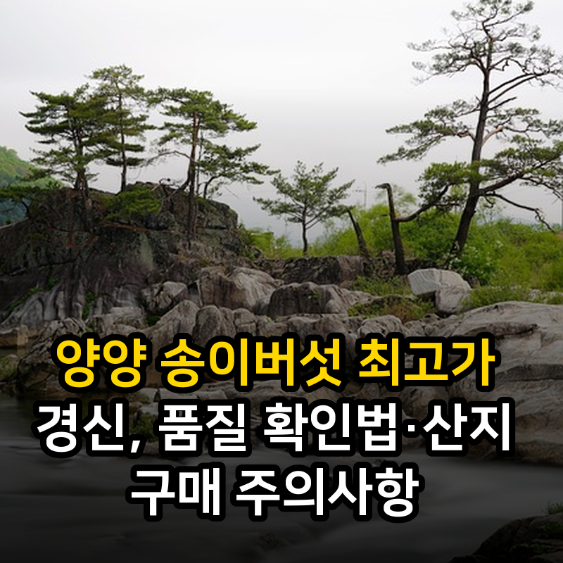 양양 송이버섯 최고가 경신, 품질 확인법·산지 구매 주의사항