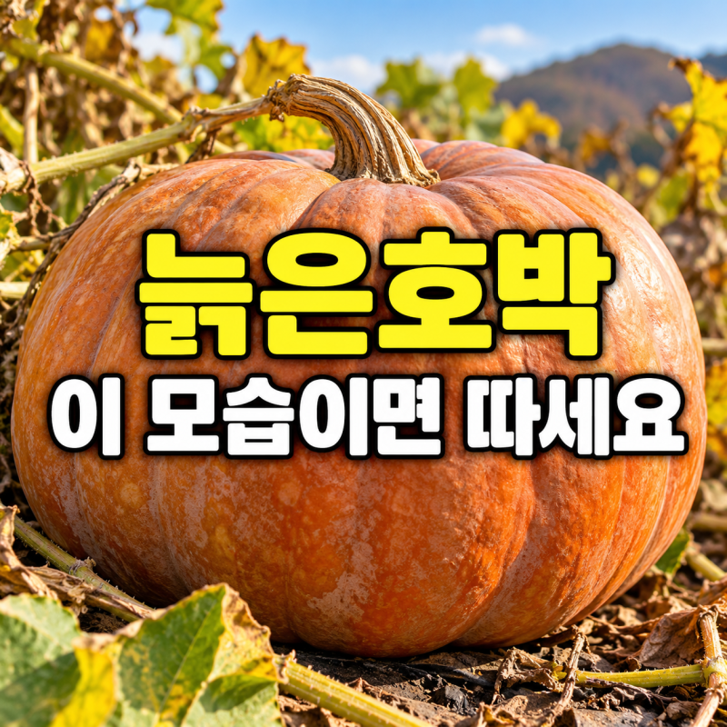 늙은호박 언제 따야 할까? 잘 익은 호박 구별하는 법