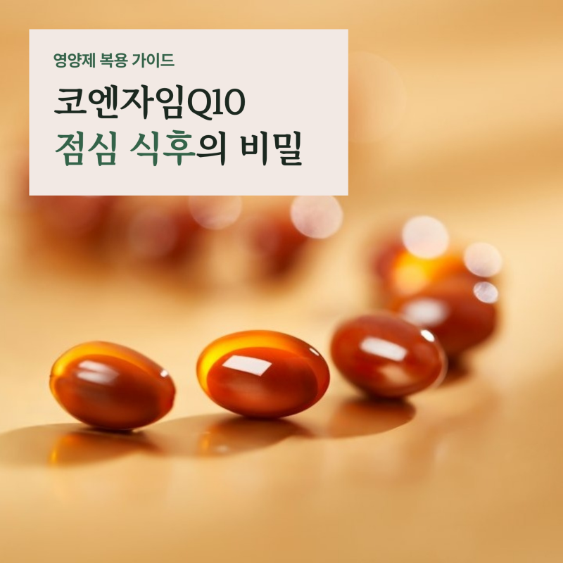 코엔자임Q10 효능과 복용시간, 스타틴 복용자가 점심 식후에 챙겨야 하는 이유
