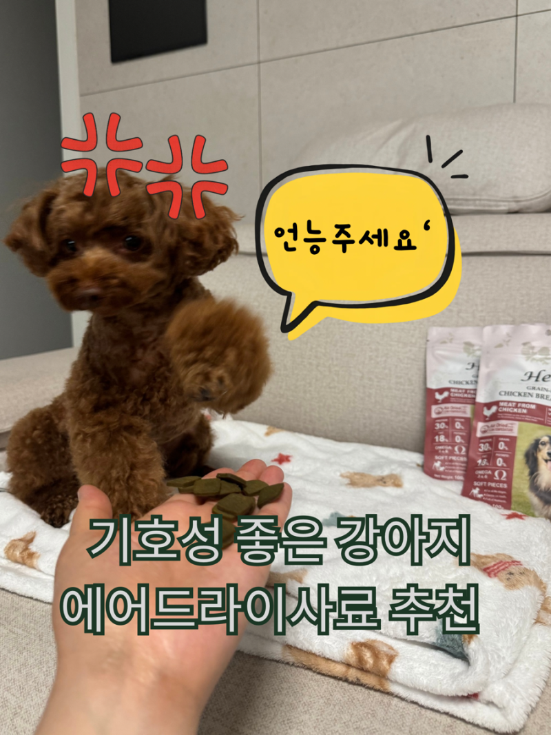 입 짧은 토비가 2년째 먹는 허즈 에어드라이 치킨 사료, 가격이 사악하지만 결국 또 쟁여둡니....