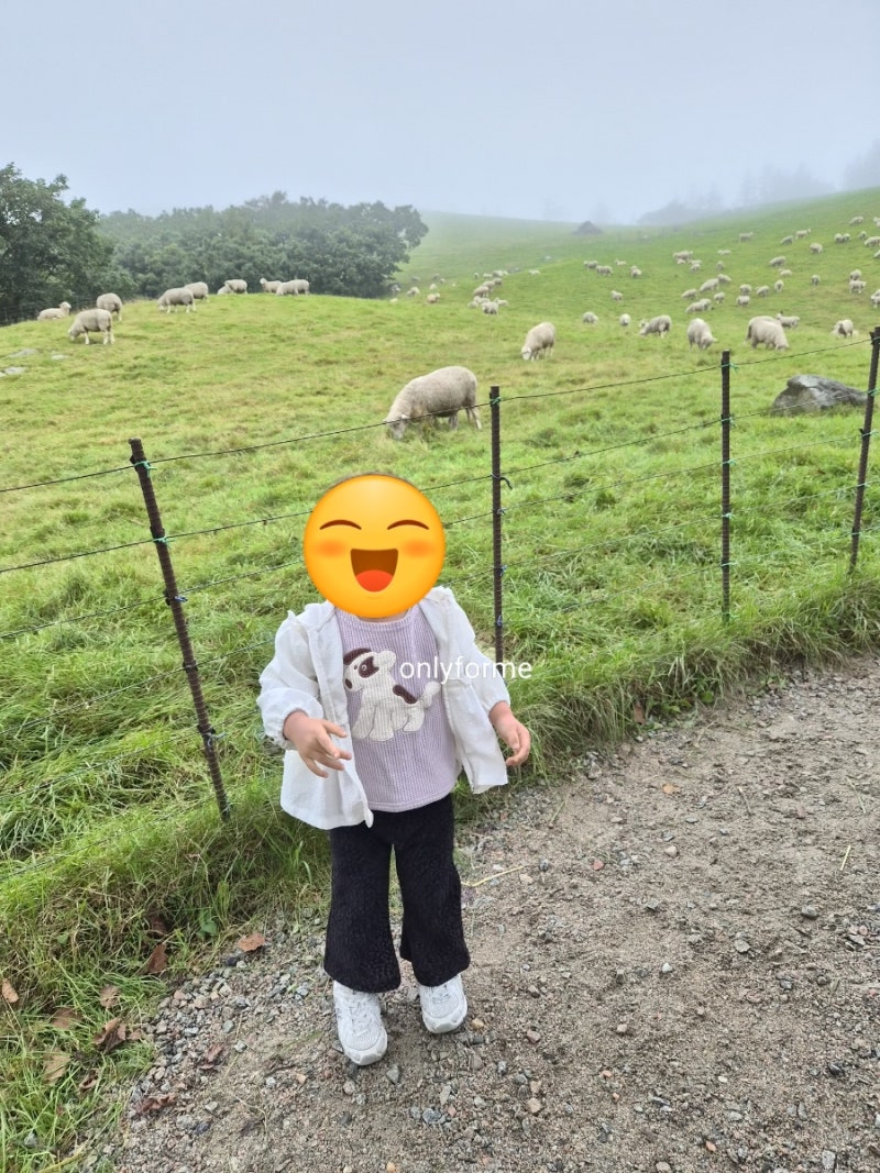 24개월 아기랑 강원도 1박2일(대관령 양떼목장/자연휴양림/아기동물농장)