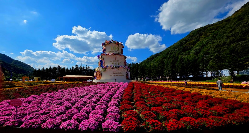인제 가을꽃 축제. 인제 사람 시인 박인환 탄생 100주년 기념.