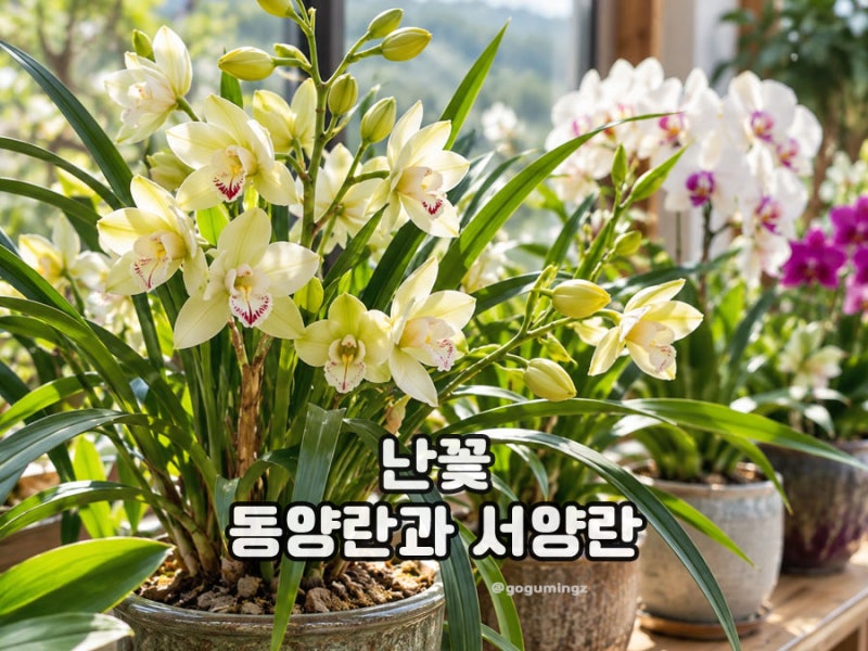 난꽃 피는 시기 동양란 서양란의 차이점 키우는 방법