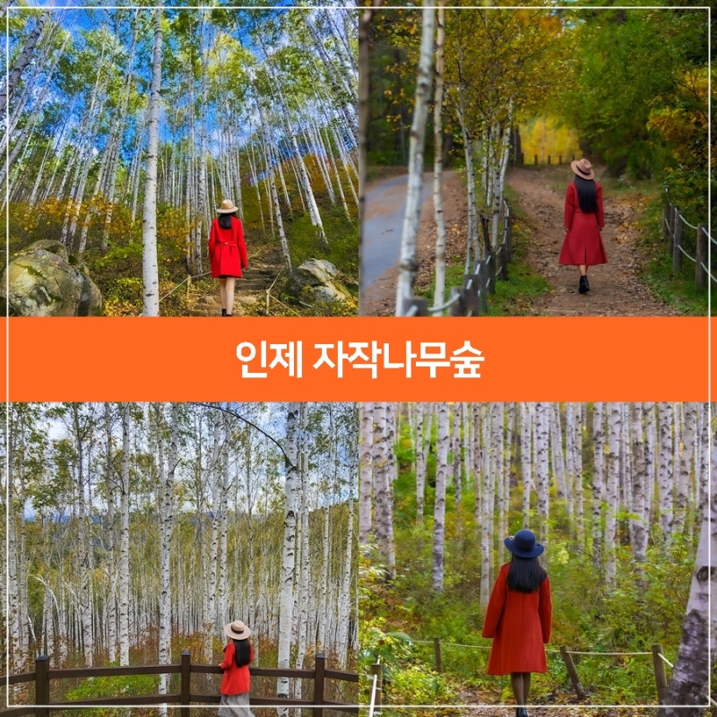 인제 자작나무숲 가을여행 추천, 인제 가볼만한곳