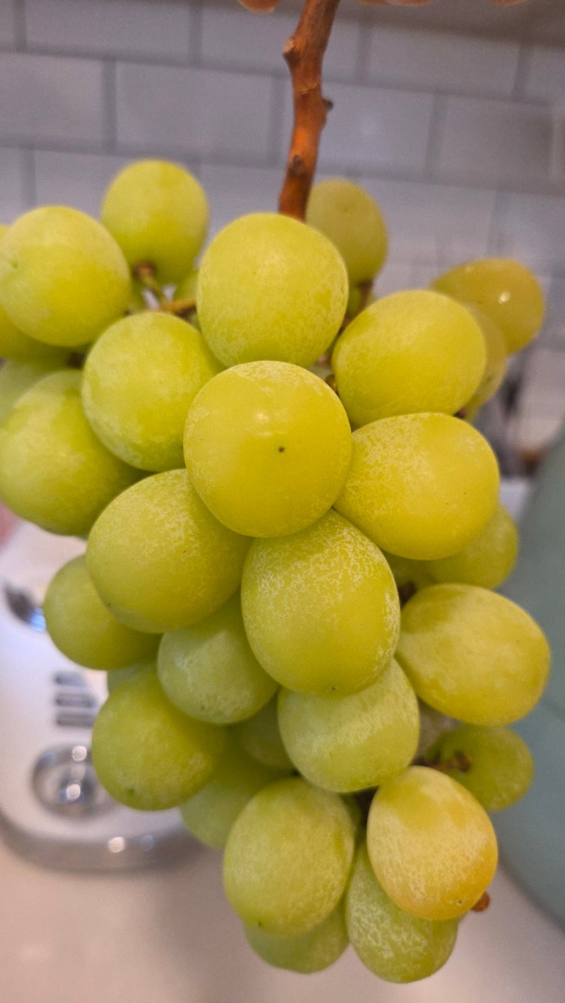 그동안 샤인머스캣 실패했던 이유! 맛있는 연노란빛 송이 고르는 꿀팁