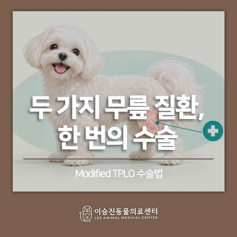강아지 슬개골탈구와 십자인대 파열이 함께 있다면? Modified TPLO 수술