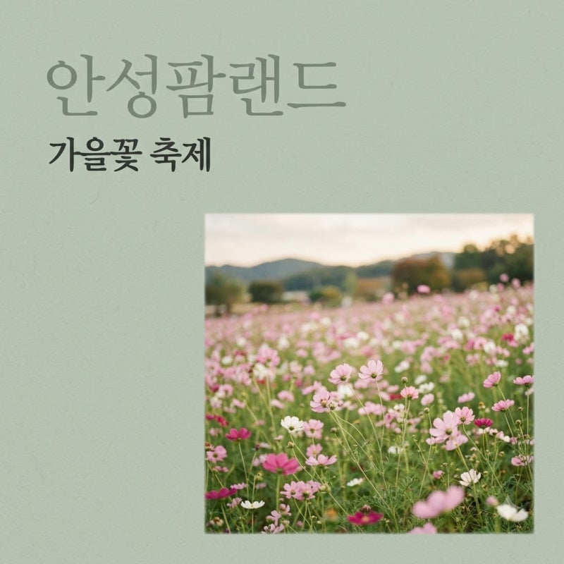 안성팜랜드 가을 코스모스 축제 입장료 주차 및 명당 꿀팁 총정리