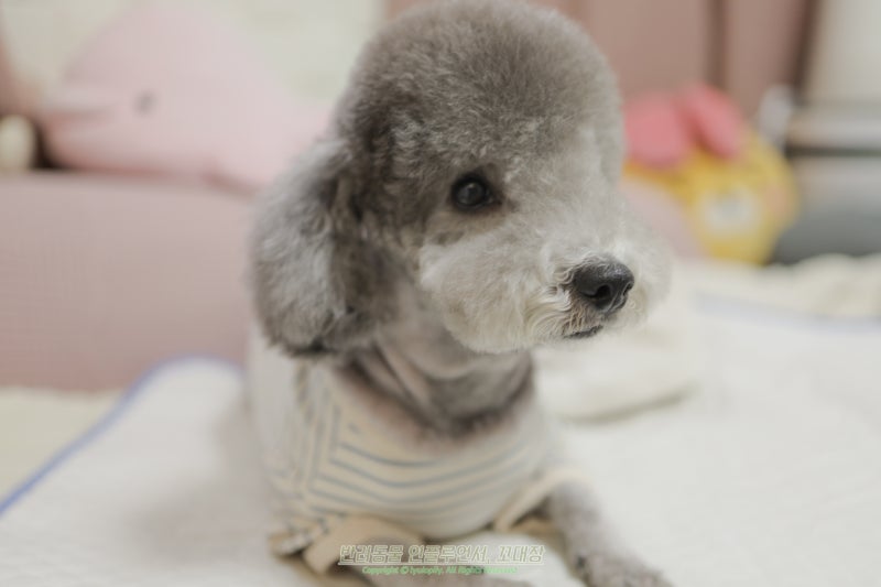 강아지 입냄새 심한데 구내염 때문일까?