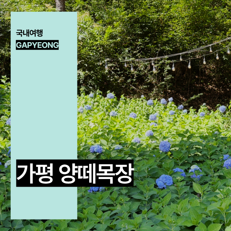 가평 가볼만한곳 당일치기 가평 카페 가을 수국 꽃구경 명소 볼거리