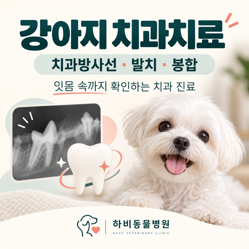 강아지 치과치료, 스케일링만으로 충분할까요? 치과방사선·발치·봉합이 필요한 이유