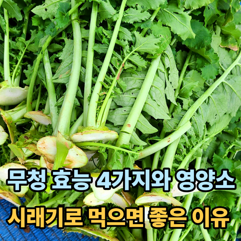 무청 영양성분과 효능 4가지, 시래기로 먹으면 좋은 이유