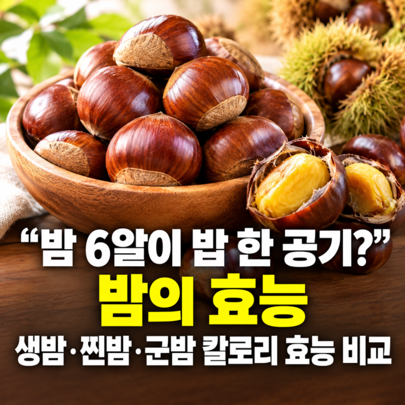 밤의 효능 "밤 6알이 밥 한 공기?" 생밤·찐밤·군밤 칼로리 효능 비교와 하루 섭취량