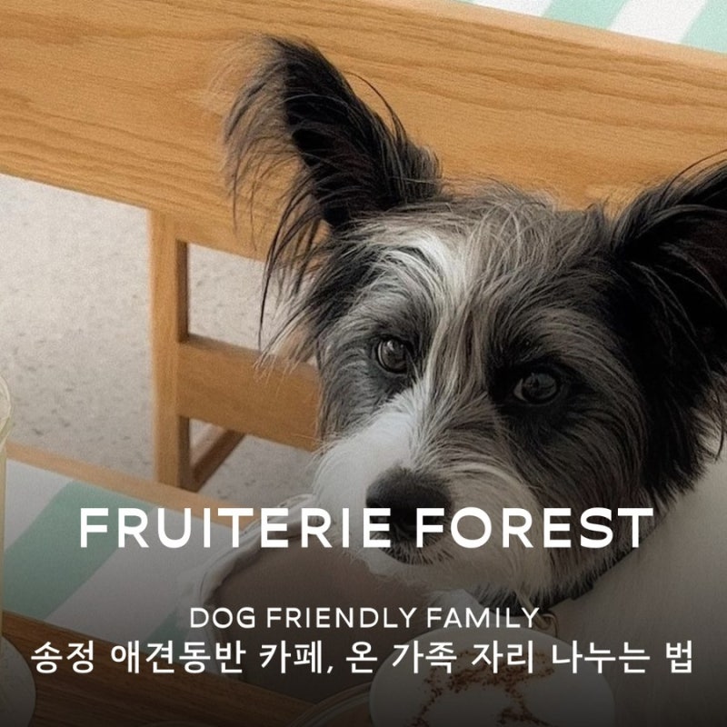 송정 애견동반 카페, 강아지·아이·부모님이 함께 가면 어디에 앉나요? 부산 아이랑 카페 가....
