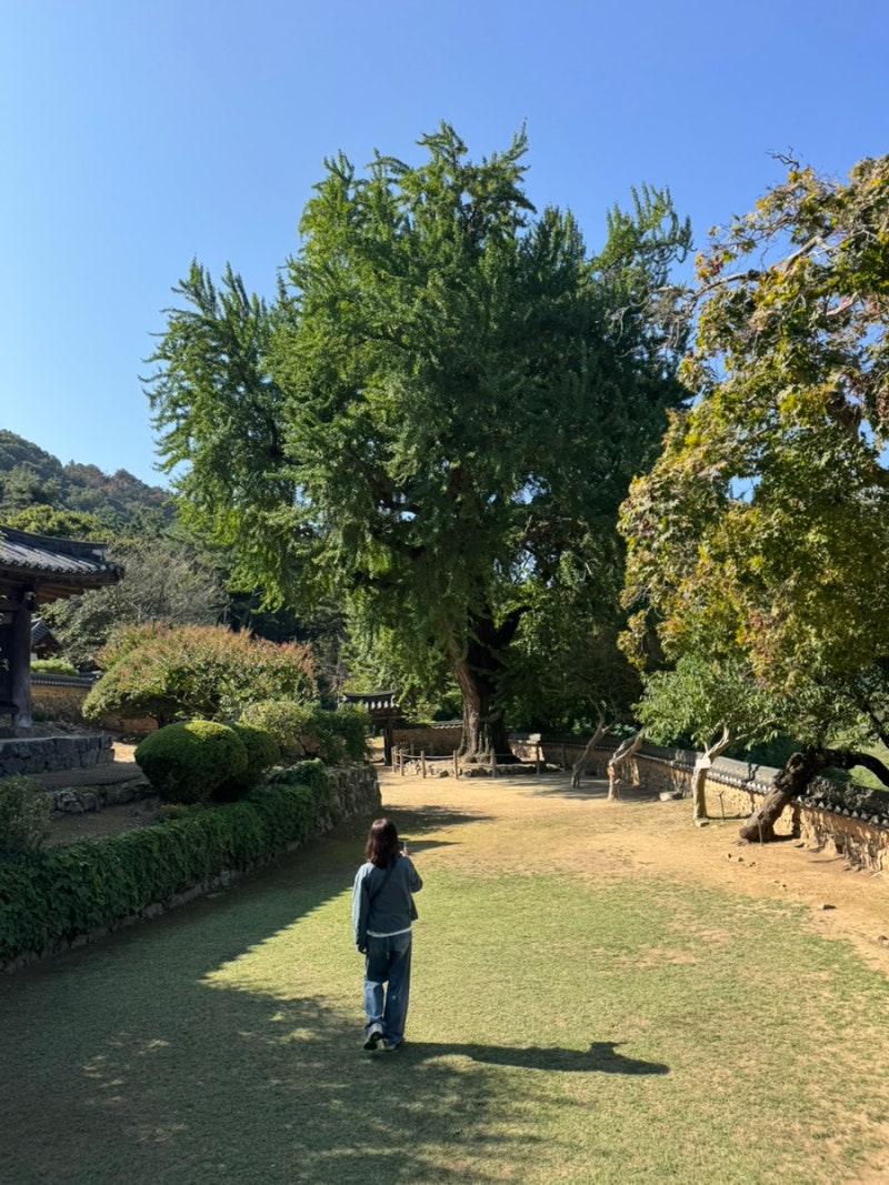 [밀양 여행] 4일차: 관아와 읍성 산책, 영화 촬영지 월연터널부터 금시당, 30년 전통 부....