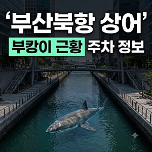부산 북항 상어 부캉이 근황 출현배경 총정리(+바다복귀작전 결과, 위치 정보)