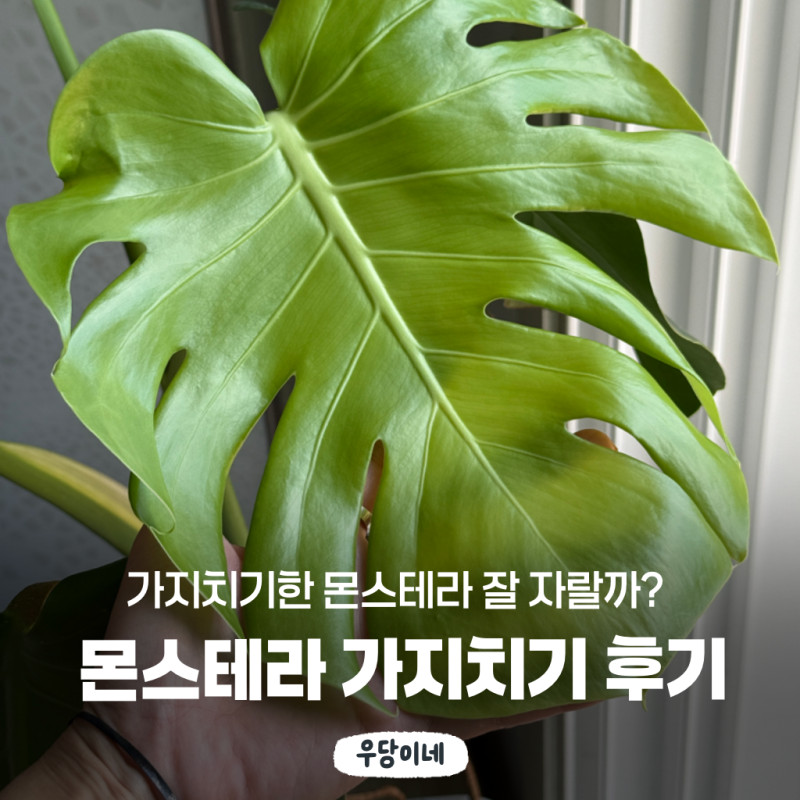 "가지치기한 몬스테라 건강하게 자랄까?" 수경 후 흙에 심었더니 이렇게 됐어요ㅣ몬스테라 ....