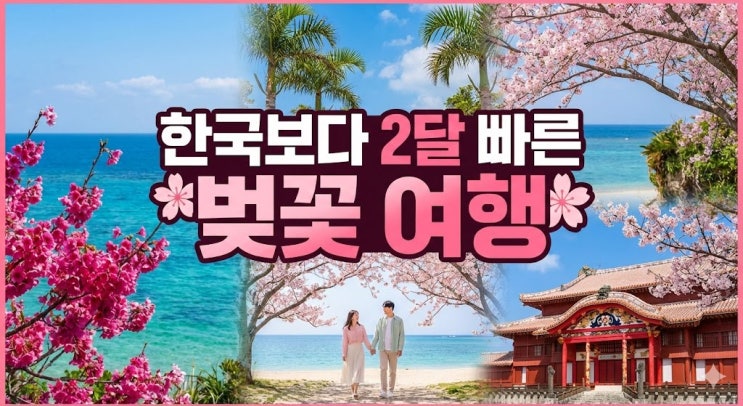  "한국은 한파인데 여긴 봄?" 1월에 벚꽃 보는 오키나와 여행, 지금 가야 하는 이유