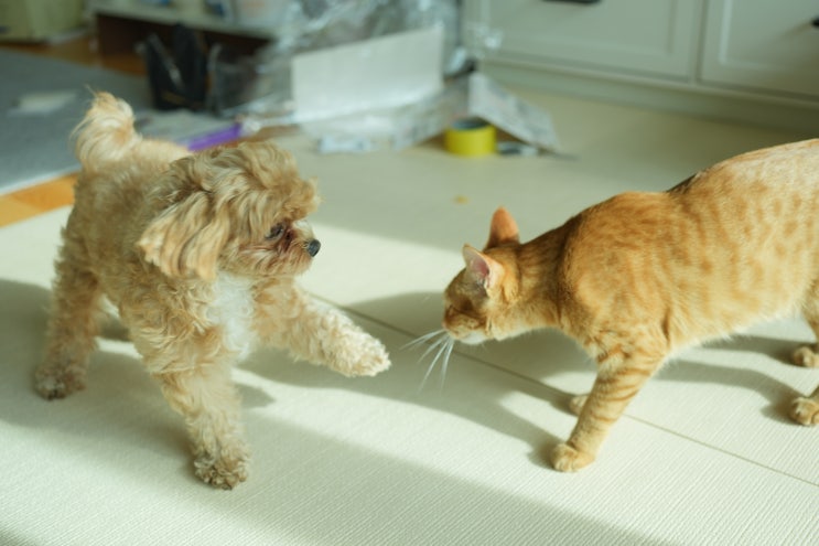  강아지 고양이 합사 성공률 높이는 5단계 방법