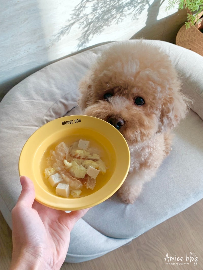 강아지 황태국 북어국 끓이기 레시피 따끈하게 보양식 챙겨요!