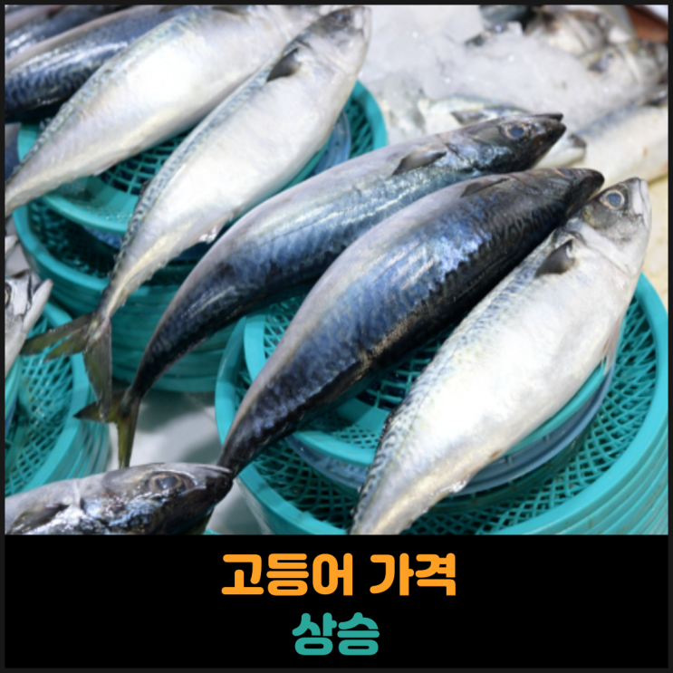  고등어 가격 상승