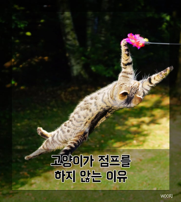  고양이가 점프를 하지 않는 이유