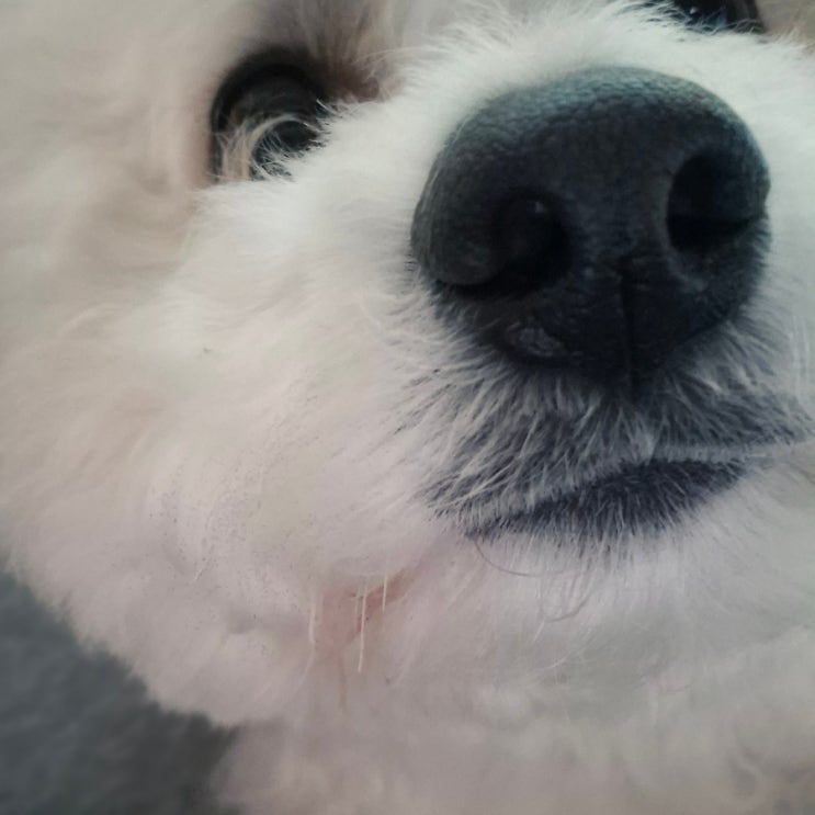  올해도 망고랑 함께라니..