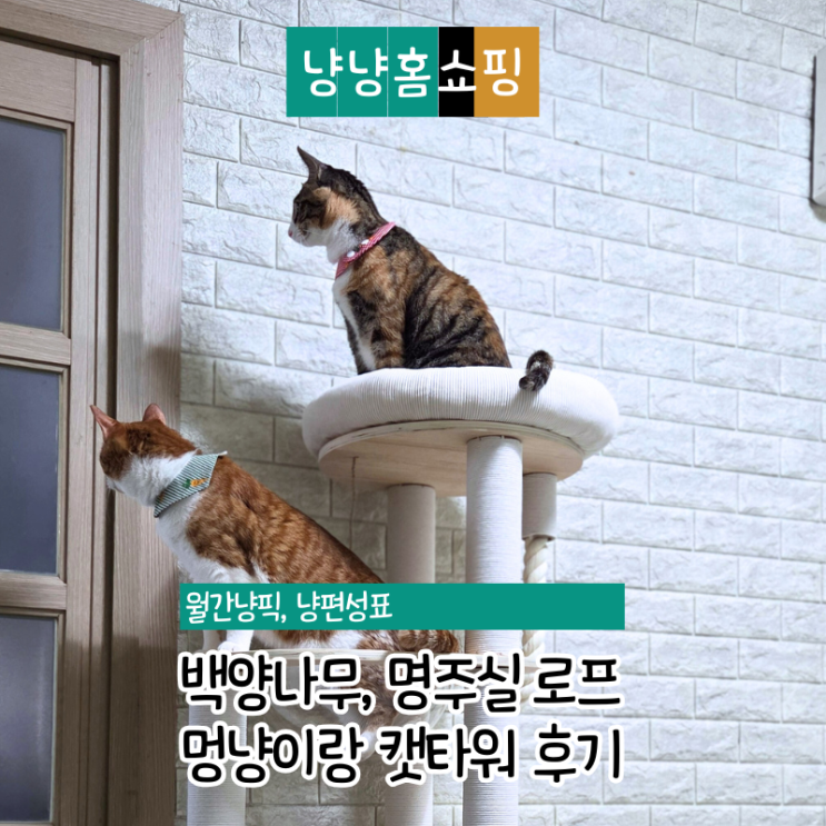  멍냥이랑 몽실몽실 구름 캣타워 후기 원목 대형 캣타워