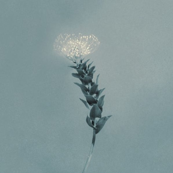 [최신/추천/신곡/남자/발라드] CNBLUE (씨엔블루)_그러나 꽃이었다 (Still, a Flower)...