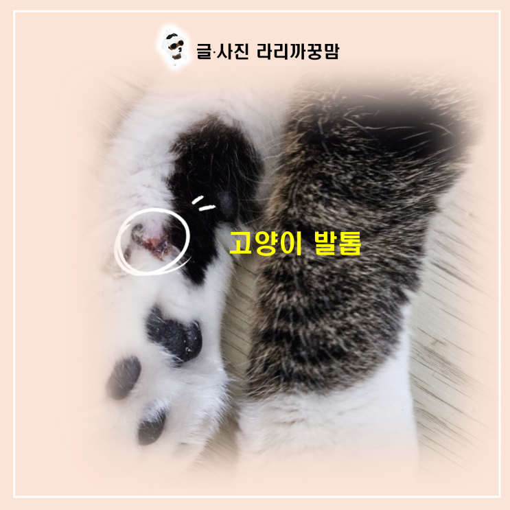  피 나고 살 파고드는 며느리발톱의 역습! 고양이 발톱 관리 안 하면 생기는 일